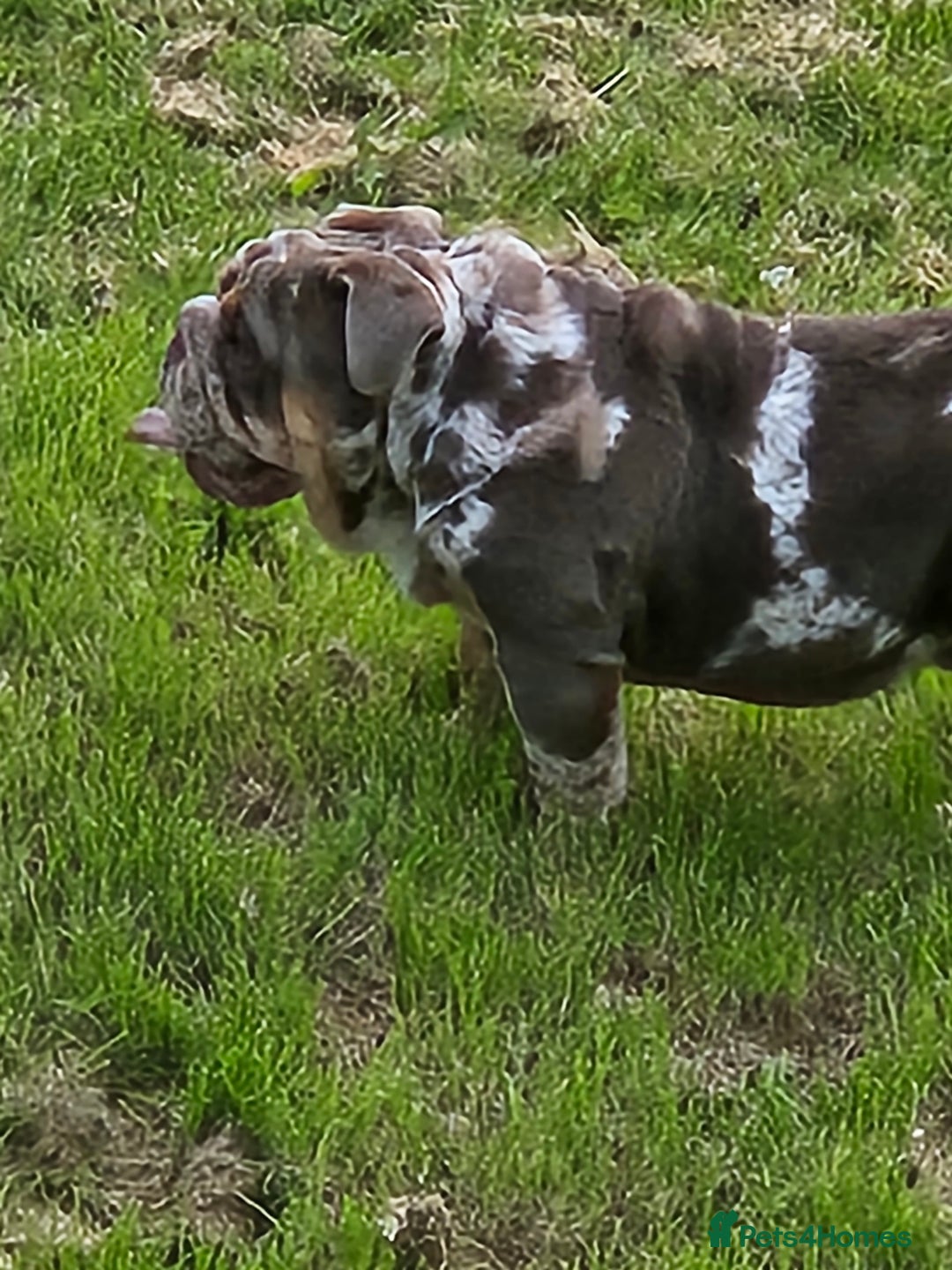 English Bulldog dogs for stud: British bulldog for stud - Advert 4