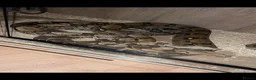 Boa Snake reptiles for sale: Boa snakes  in London - Advert 1
