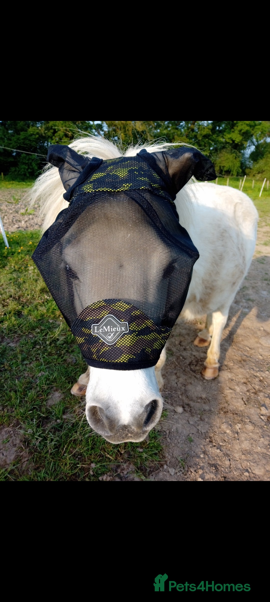 Shetland pony horses for sale: Snowball standard shetland gelding - Advert 2