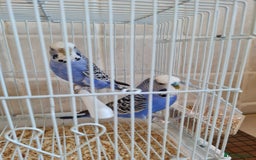 Budgerigars birds for sale: Lovely young budgies for sale Various colours  - Image 13