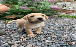 Labrador Retriever dogs for sale: Pedigree Labrador Pups - Image 12
