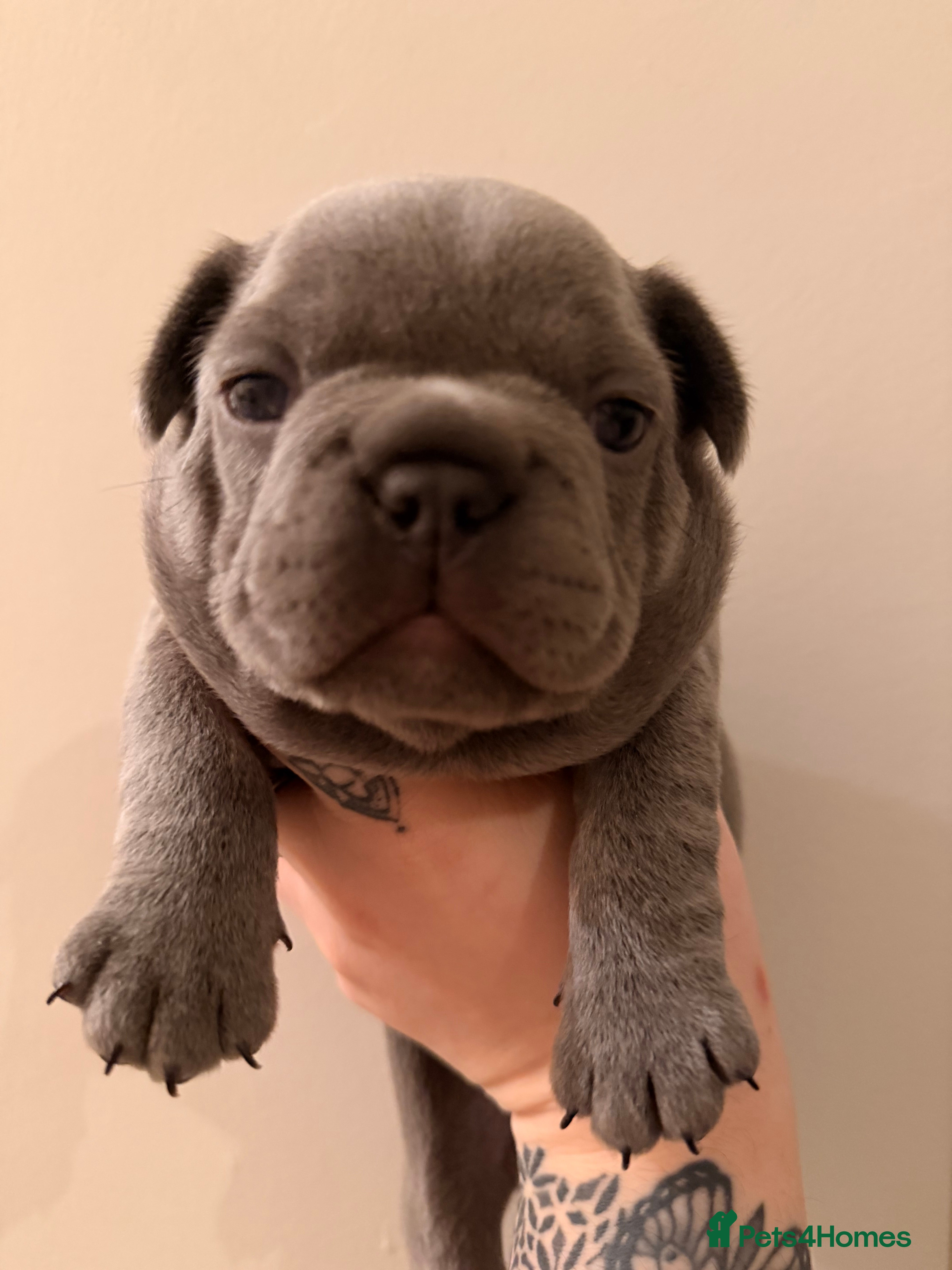 French Bulldog dogs Dwkc registered french bull dog puppies - Advert 15