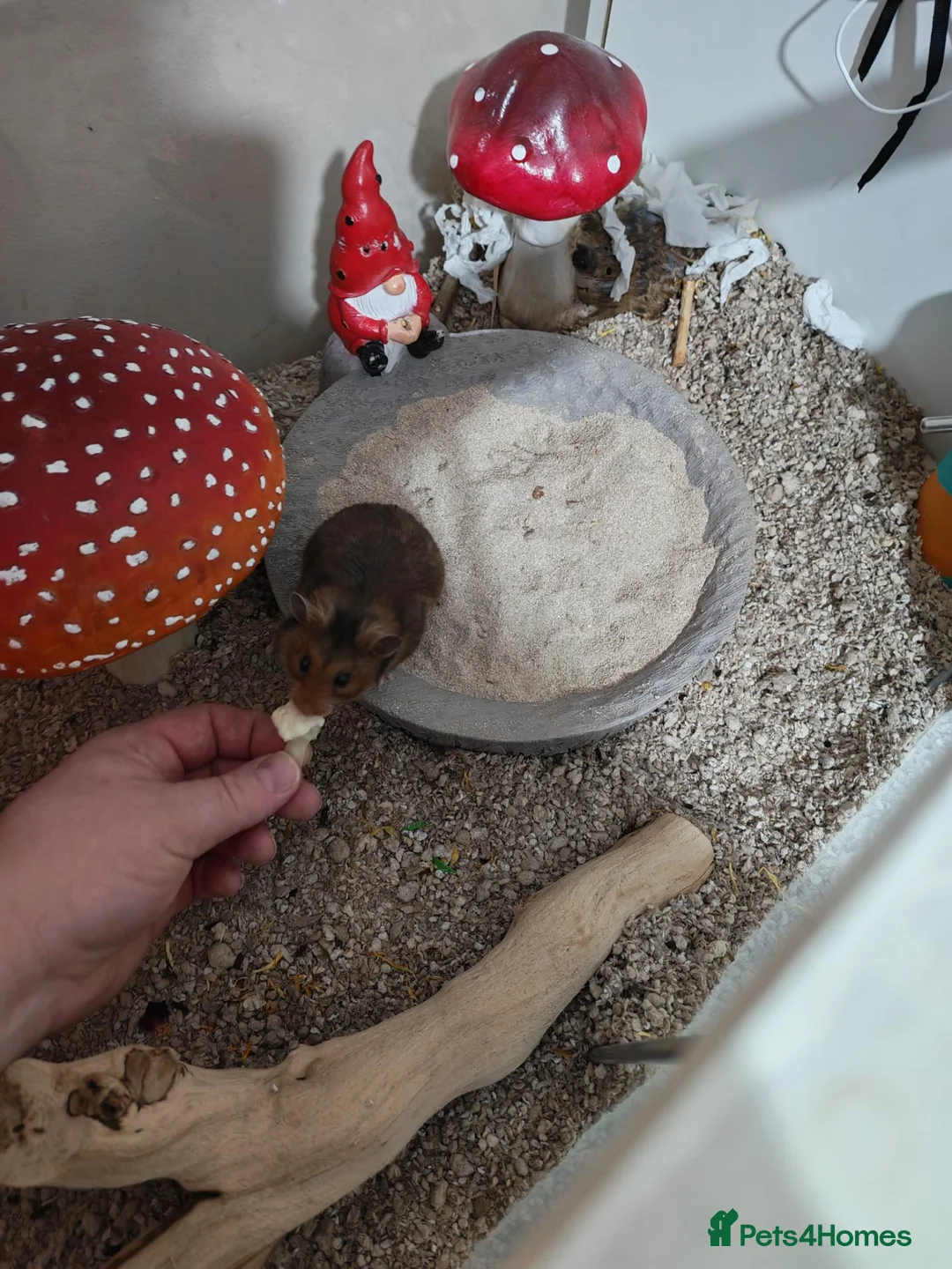 Hamster rodents for sale: Syrian hamster and cage in Sheffield - Advert 2