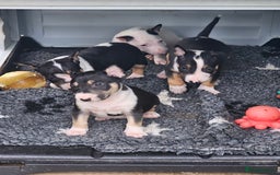 English Bull Terrier dogs for sale: English bullterrier pups for sale  - Image 1