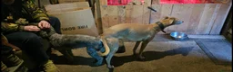 Mixed Breed dogs for sale: Beddy Wheaton x whippet  in Worksop - Advert 7