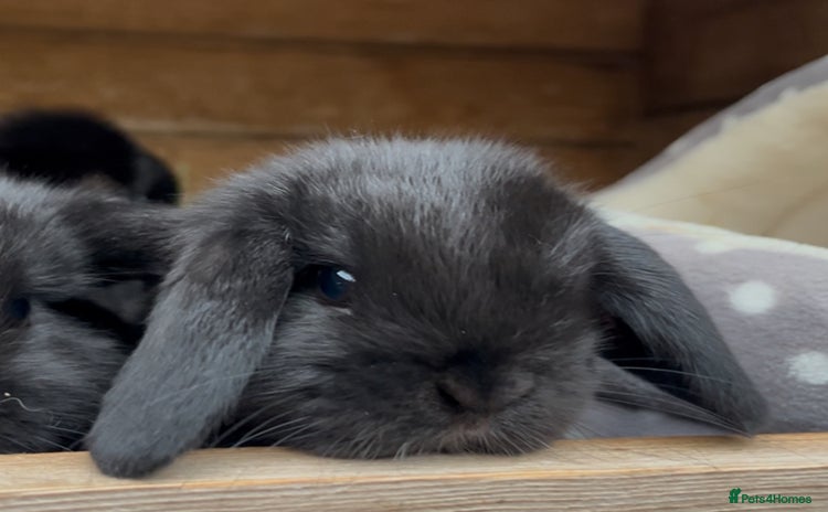 Mini Lop rabbits - Advert 5