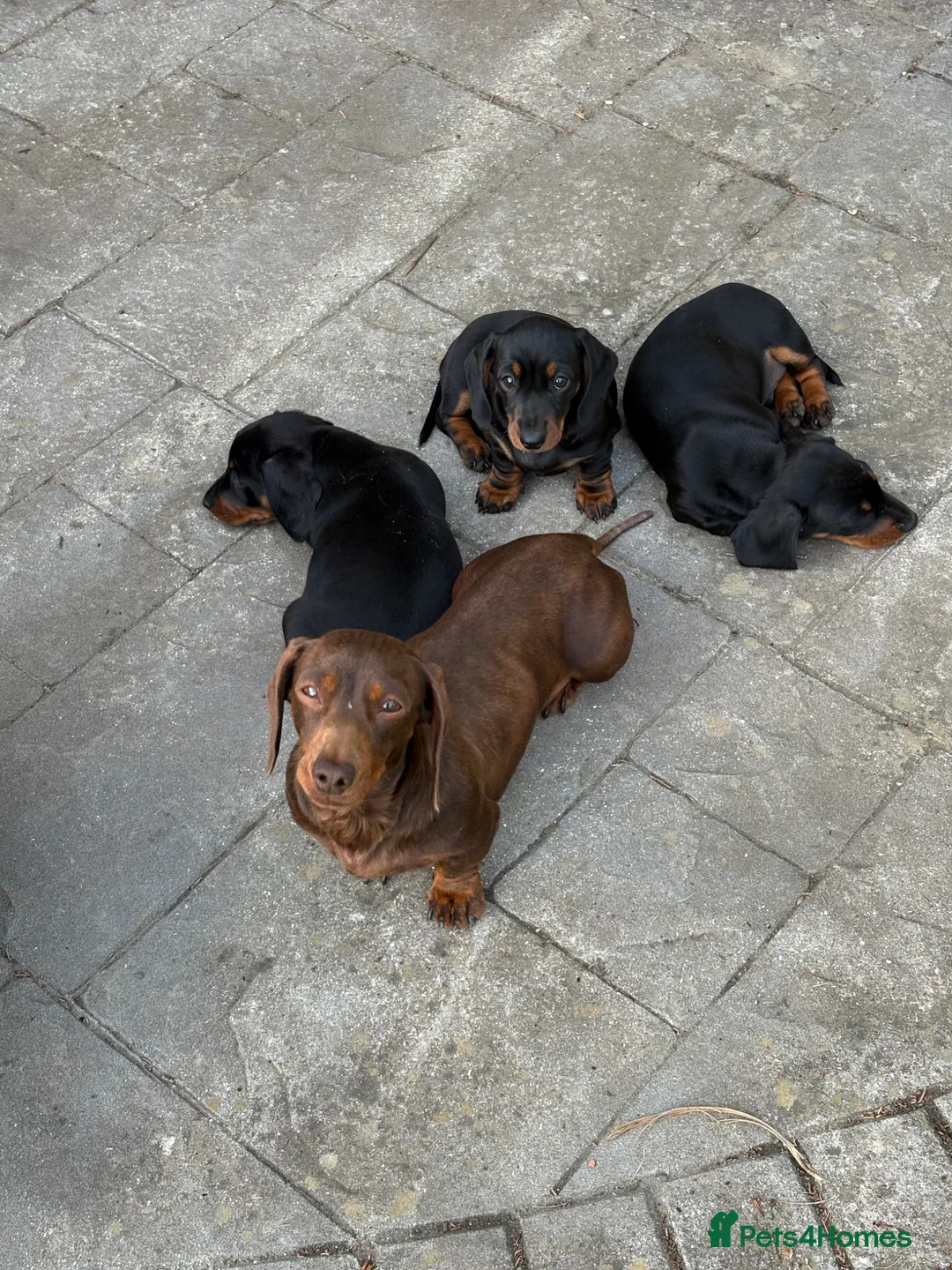Miniature Dachshund dogs for sale: KC Registered Miniature Dachshund puppies - Advert 5