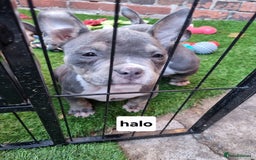 American Bully dogs for sale: Blue & lilac tri pocket bully’s  - Image 9