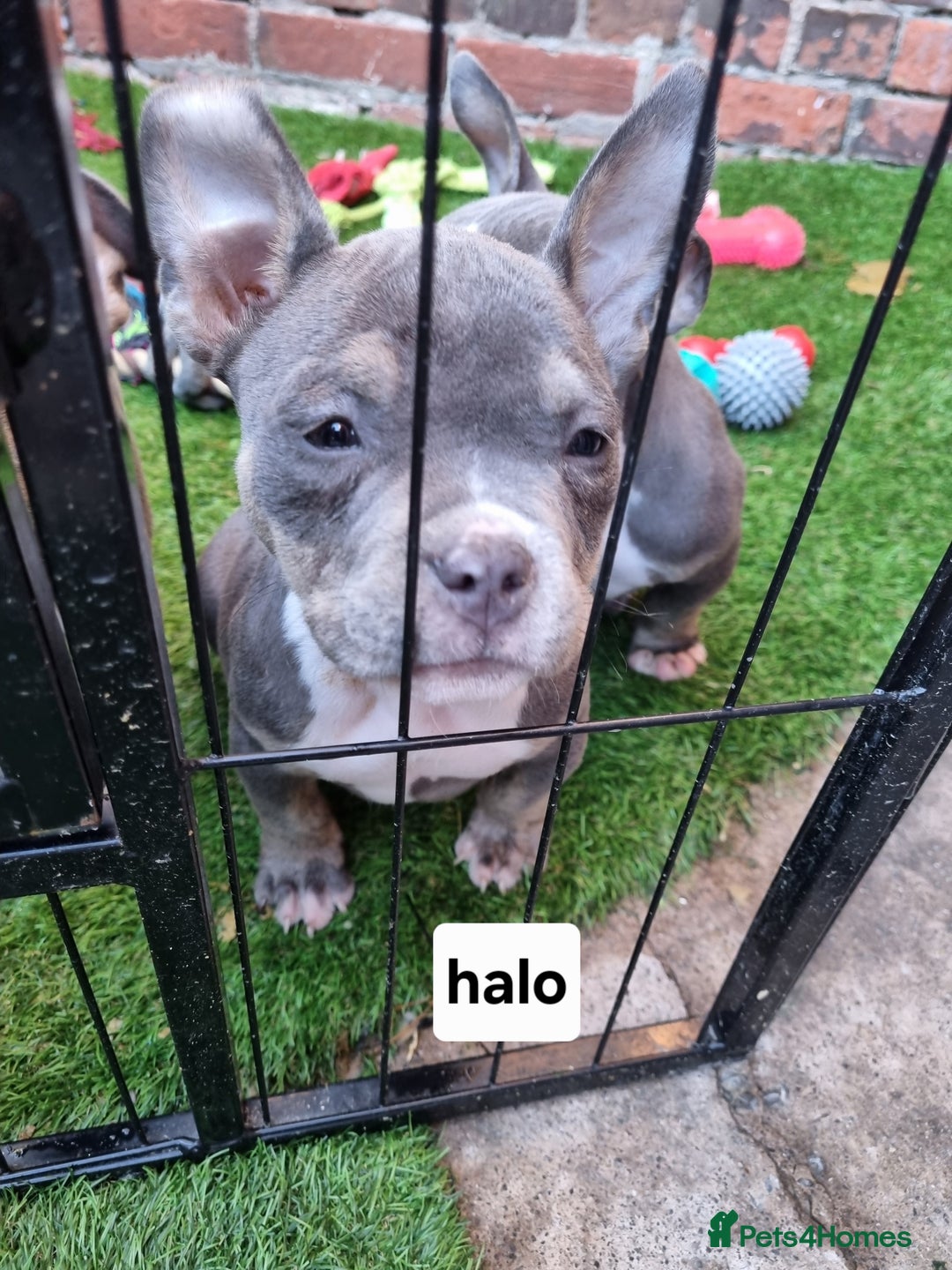 American Bully dogs for sale: Blue & lilac tri pocket bully’s  - Image 9