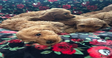 Cockapoo dogs - Advert 13