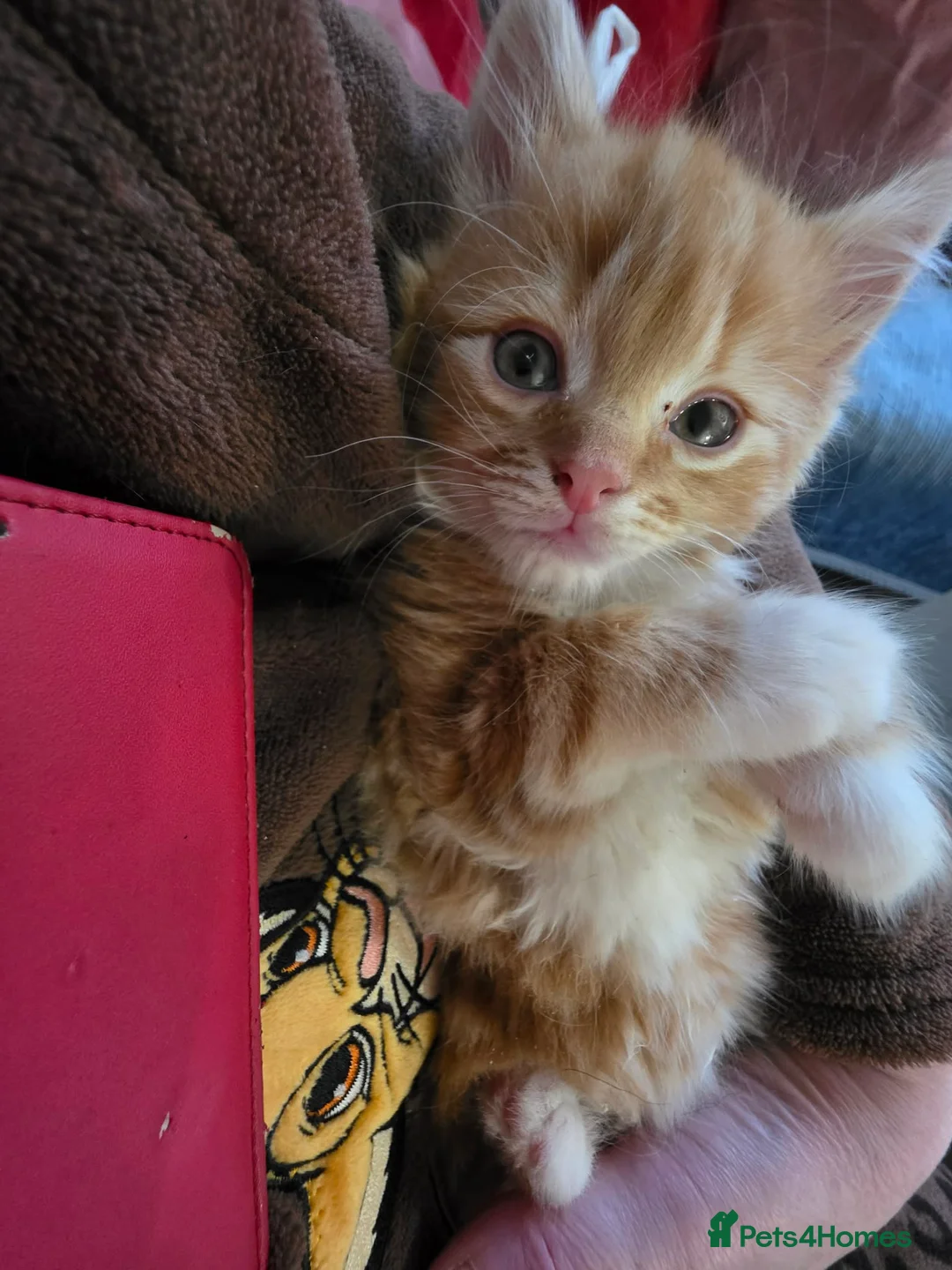 Mixed Breed cats for sale: GINGER AND WHITE FUZZ BALL - Advert 3