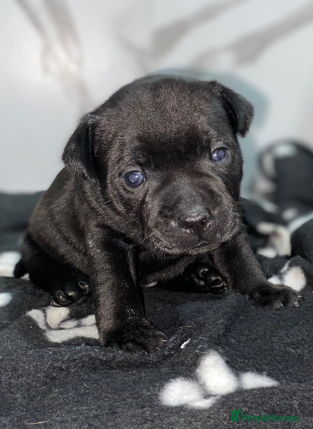Staffordshire Bull Terrier dogs for sale: Full black Show Quality Staffy pups (Kassius Pup)  - Advert 15