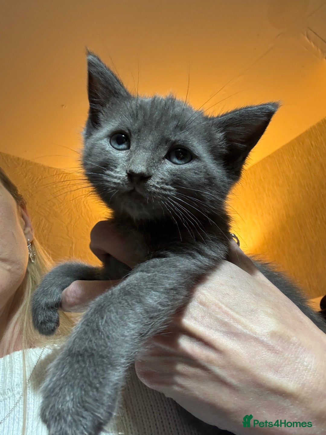 Ragdoll cats for sale: Solid Grey Ragdoll Boy  - Advert 2