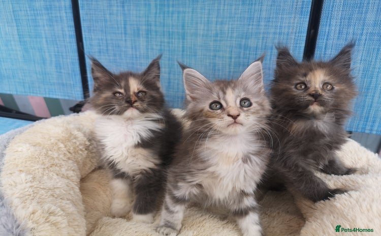 Maine Coon cats - Advert 14