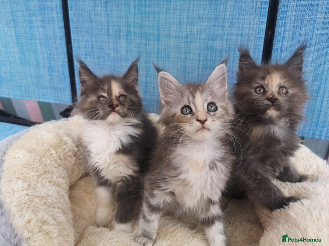Maine Coon cats for sale: Maine Coon Kittens Parents Tica Reg& Health tested - Image 4