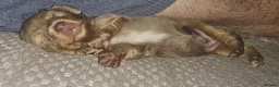 Miniature Dachshund dogs for sale: Miniature Dachshund  - Advert 9
