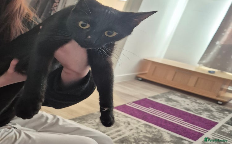 Domestic Shorthair cats Cat for sale - Advert 3