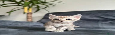 Bengal 4