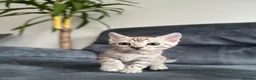 Bengal cats for sale: Bengal Kitten For Sale (Ready to go - Last One) - Advert 37