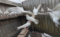 Pigeons birds for sale: Pigeons - Image 2