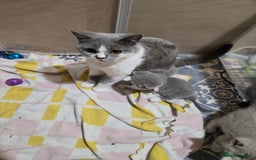 British Shorthair cats for sale: Full pedigree, British short hairs ready now. - Image 13