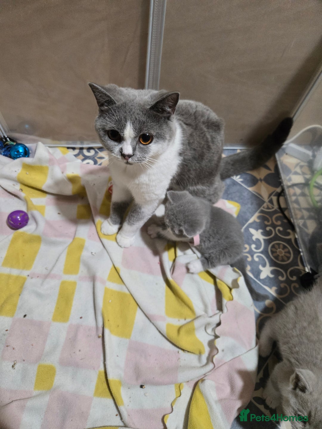 British Shorthair cats for sale: Full pedigree, British short hairs ready now. - Image 13