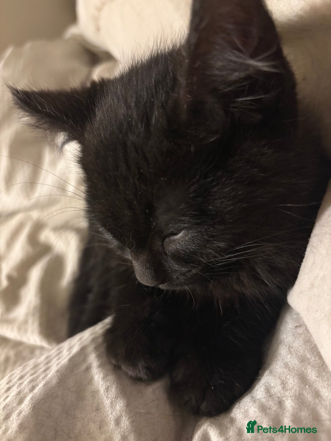 Mixed Breed cats for sale: Mixed Russian Blue, Ragdoll and Tabby  - Advert 8