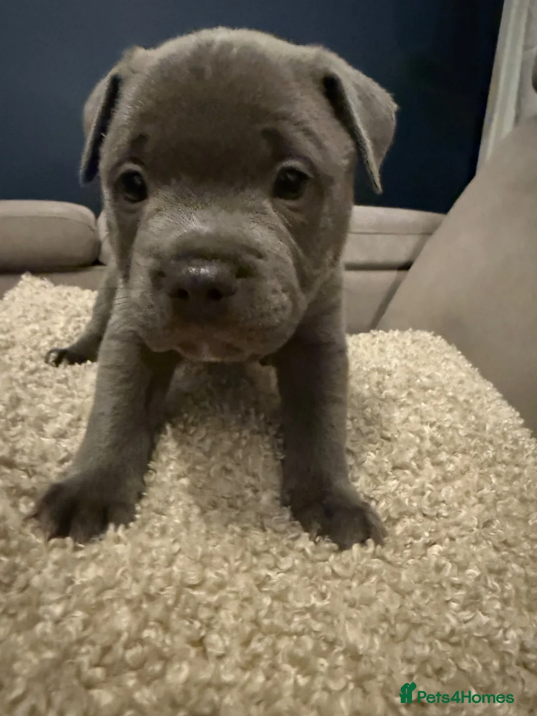 Staffordshire Bull Terrier dogs for sale: 3 Male Blue staff pups - Advert 2