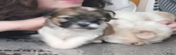 Zuchon dogs for sale: Beautiful Zuchon puppies looking for forever homes in Preston - Advert 9