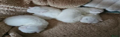 Domestic Shorthair Kitten 3
