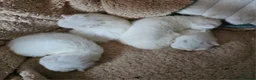 Domestic Shorthair cats for sale: Beautiful white fluffy kittens - Advert 7