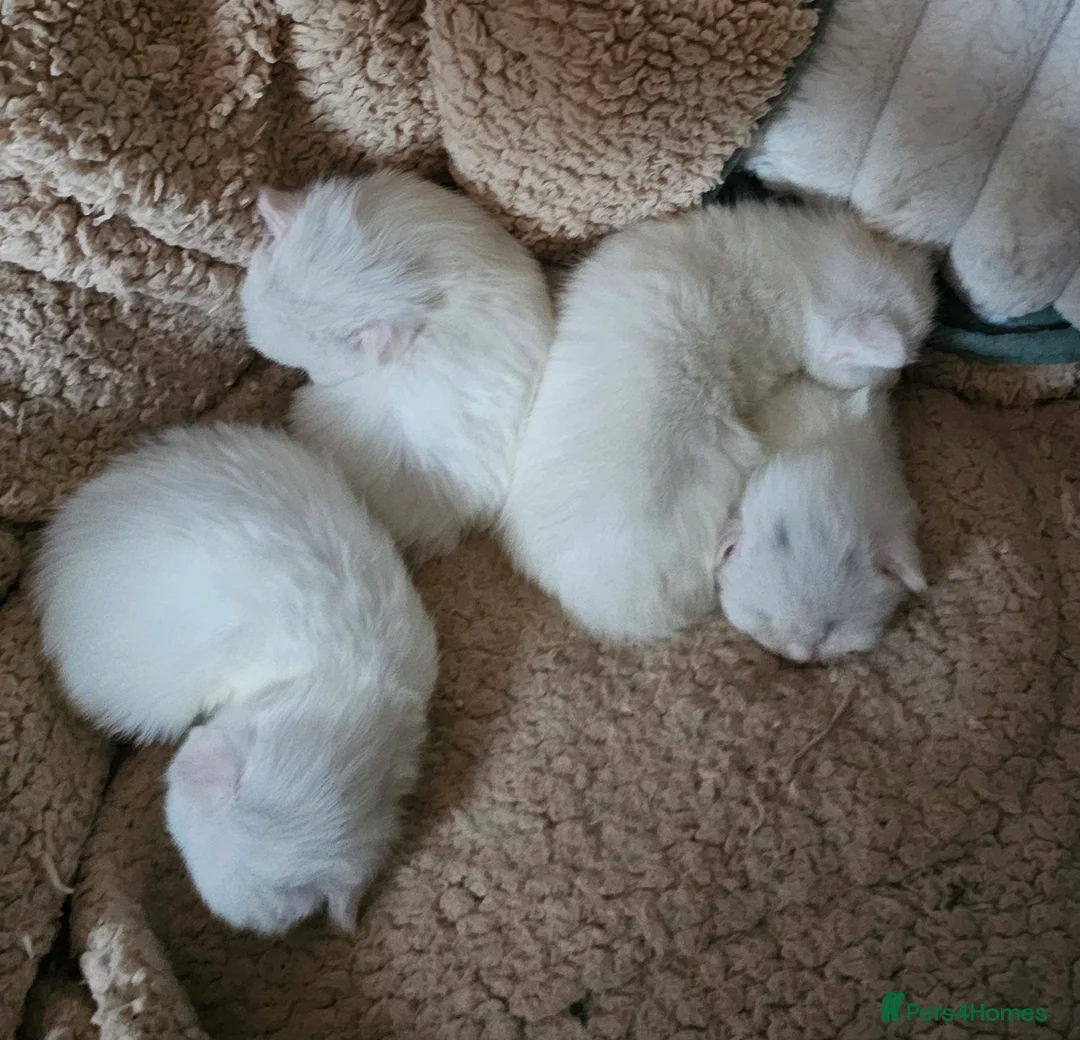 Domestic Shorthair cats for sale: Beautiful white fluffy kittens - Advert 7