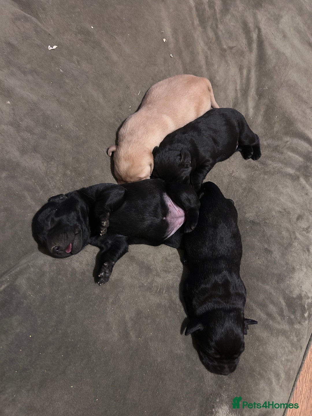 Labrador Retriever dogs for sale: Labrador Puppies - Advert 3