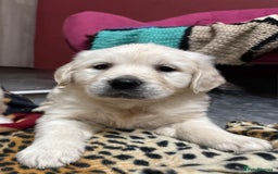 Golden Retriever dogs for sale: Extensively Health Tested & Kids Best friends - Advert 4