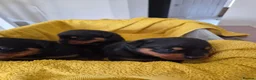 Rottweiler dogs for sale: WORLD CHAMPION CHUNKY ROTTWEILERS  - Advert 23