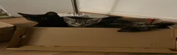 Mixed Breed cats for sale: Gorgeous mixed kittens - Advert 5