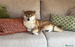 Japanese Shiba Inu dogs for sale: Shiba Male for sale - Image 1