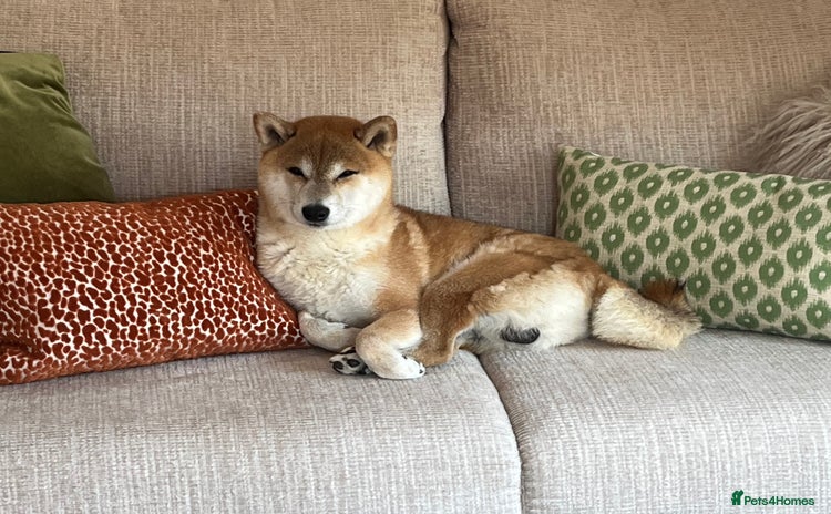 Japanese Shiba Inu dogs - Advert 2