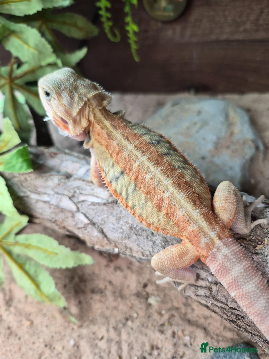 Bearded Dragon reptiles for sale: Bearded dragon babies  - Advert 2