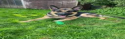 German Shepherd dogs for sale: German shepherd  **  in Chichester - Advert 2