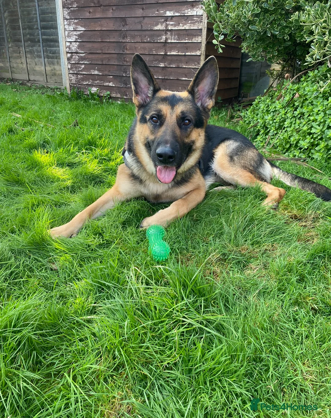 German Shepherd dogs for sale: German shepherd  **  in Chichester - Advert 2