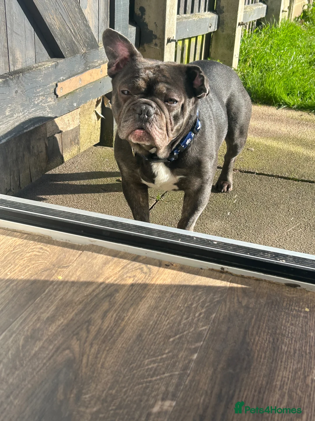 French Bulldog dogs for sale: 3 year old Milo in Birmingham - Advert 1