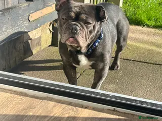 French Bulldog dogs 3 year old Milo - Advert 2