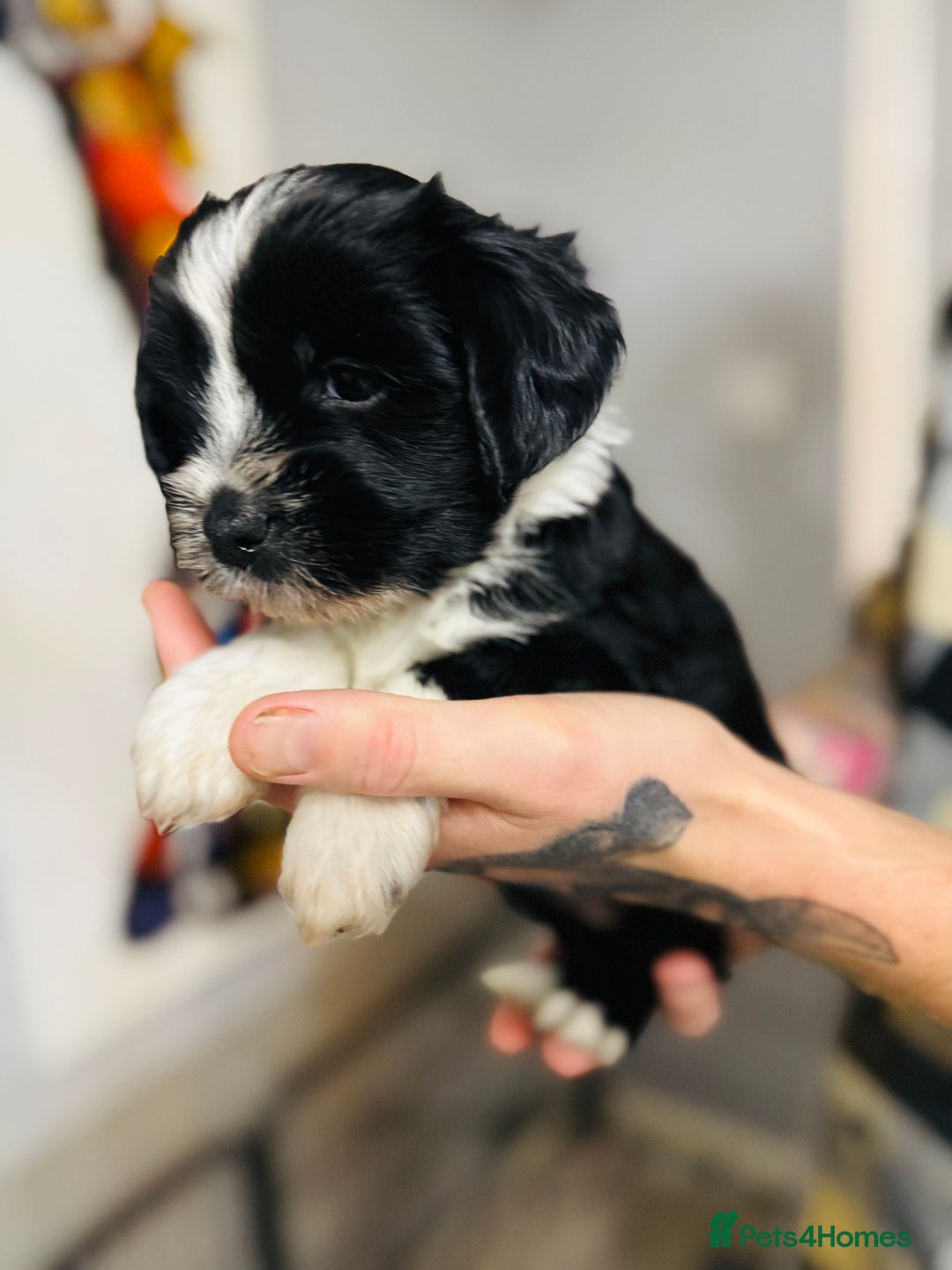 Tibetan Terrier dogs for sale: KC Reg, Fully Health Tested Tibetan Pups - Image 4