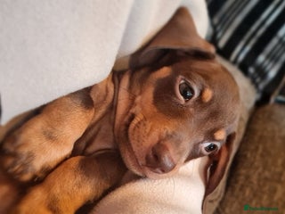 Miniature Dachshund dogs 💜Extra TINNY 1 SMALL BOY LEFT daschunds💜 - Advert 6