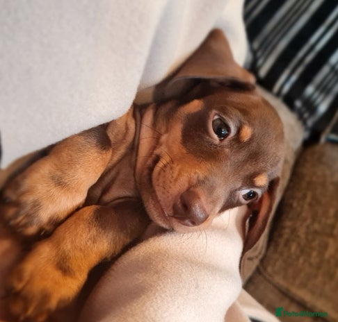 Miniature Dachshund dogs - Advert 5