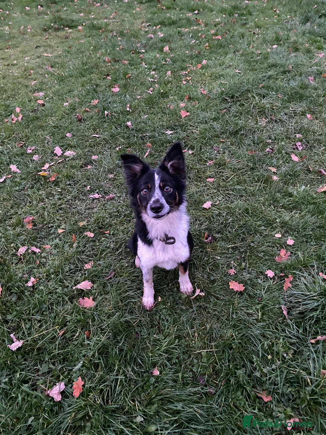 Border Collie dogs for sale: Border collie bitch  - Advert 3