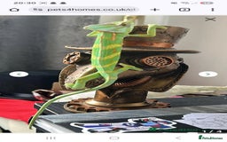 Chameleon reptiles for sale: Male chameleon loki  - Image 2