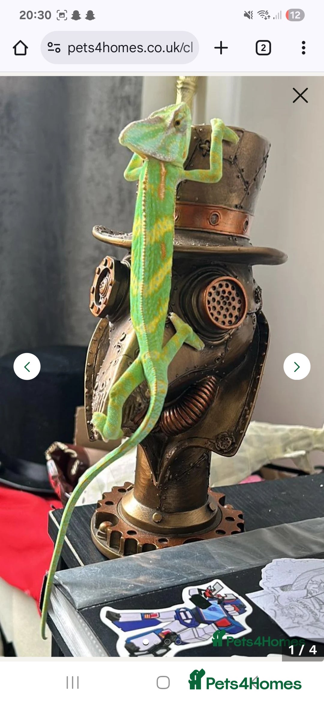 Chameleon reptiles for sale: Male chameleon loki  - Image 2