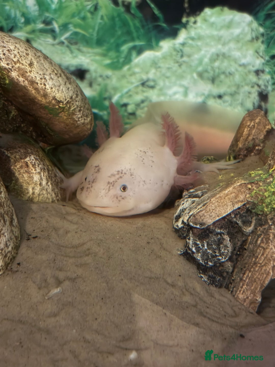 Axolotl reptiles for sale: Axolotl and tank for sale - Image 3